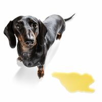 How Does an Enzyme Cleaner Work on Pet Urine?