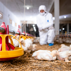 Choosing a Disinfectant for Bird Flu in New Zealand